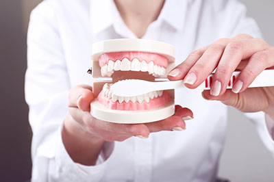 The image shows a person holding a model of human teeth, with the individual s hand visible as they manipulate the dental model.